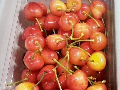 【発送は６月下旬～】さくらんぼ ナポレオン５００ｇ(１～２人用)「昔懐かしいさくらんぼ♪」おうち用