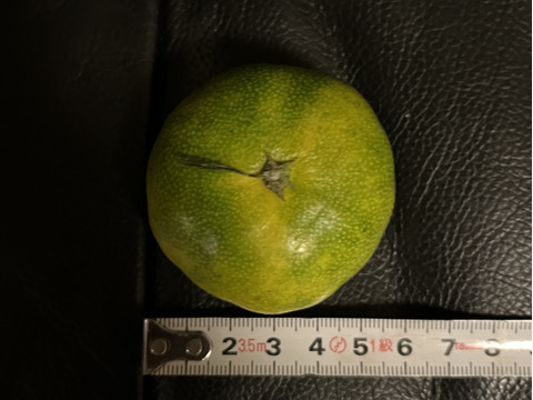 極早生箱込5kg　家庭用小玉2Ｓ以下サイズ　山口岩国みかん　瀬戸内の恵み甘酸っぱいフレッシュなお味をお届けします！