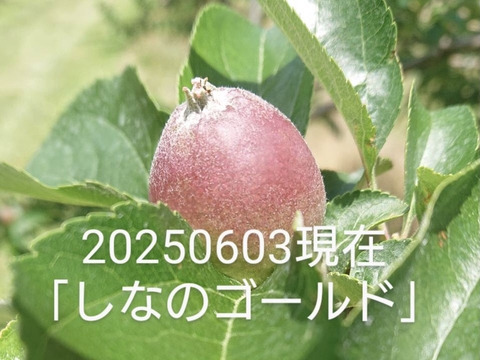 2025年予約販売始めます！「シナノゴールド約3kg入り」スタッフ