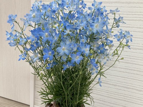 終了間近 仏花にも使える 1度で4回楽しめるお花 規格外品デルフィニウム 薄水色 本 北海道産 食べチョク 農家 漁師の産直ネット通販 旬の食材を生産者直送