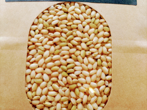 特別栽培米もち米【マンゲツモチ 玄米5kg】令和4年産・有機・低農薬（80％以上削減）