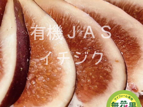 【限定80】超早割　有機JASの福岡県産いちじく　8〜9月より順次発送の予約商品(1kg程度)　イチジク