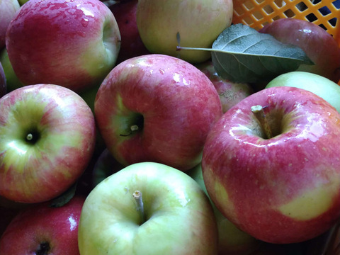 山形発☆旬のりんごを食べ比べ！葉とらずりんご3品種詰め家庭用5㌔箱