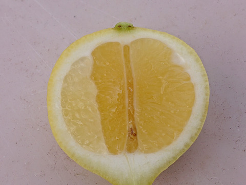 【静岡県産】日本平バレンタインライム8個から10個入り「期間限定」