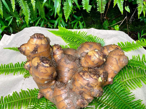 (出店キャンペーン)2023年度産土付き囲い生姜1kg