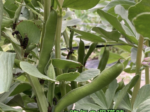 【5月末から発送】初夏の味を是非！ソラマメ（2kg）