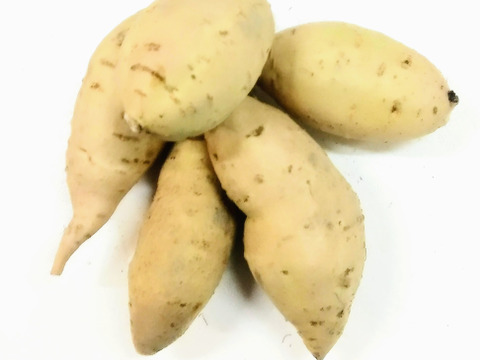 コロコロさつまいもセット❕色んな味が楽しい一口サイズの可愛いさつまいも