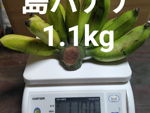 沖縄産　島バナナ　1.1ｋｇ