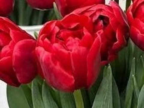 【限定10名】2月20日（金）～24（火）発送　 チューリップ切花　八重咲きミックス20本　4種×5本　見つけた人、超ラッキー!!!　※北海道・沖縄県配送不可※