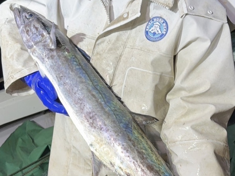 『天然サワラ』まるまる1尾2.8kg前後（処理前）