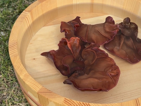 旬を味わう国産・黒い生きくらげ 3パックセット（100g×3）国産／新鮮発送