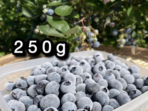 【品種：ブルージェイ】冷凍ブルーベリー•250g（道産自然栽培）※まとめ買い対応