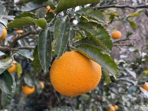 2026 新鮮でプリプリ！和歌山県産木なり八朔 S～2L サイズ混合 10㎏