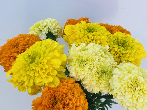 こんなに大きい！？　マリーゴールド　色mix  10本
