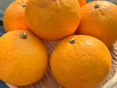 訳あり品 ややキズあり 甘酸っぱい！ 香酸柑橘 伊勢志摩産 1個約250g×6個入り