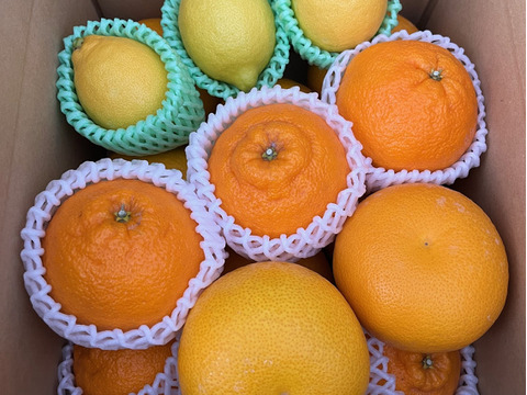 【柑橘食べ比べ】八朔・不知火・レモン詰め合わせ（箱込み5Kg）