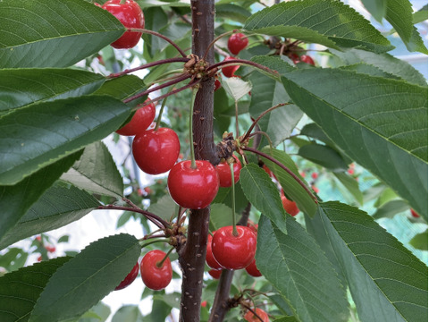 【贈答、プレゼント用】数量限定‼︎手詰め‼︎佐藤錦発祥の地。山形県東根産佐藤錦