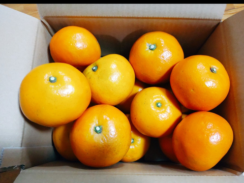 鹿児島県産「大谷伊予柑」箱込み5kg