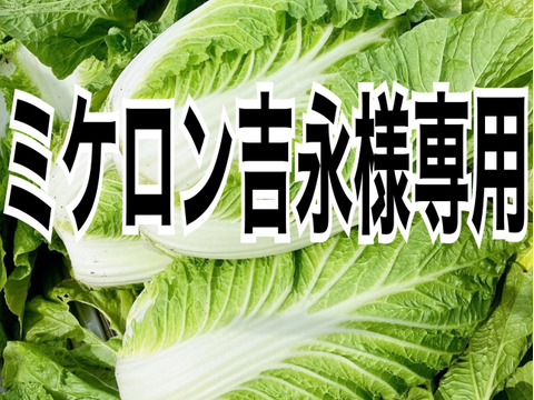 ミケロン吉永様専用‼️【お待たせしました‼️今年も販売します‼️】白菜を箱いっぱいにしてお届け。