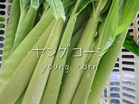 富山県産 ヤングコーン 30本