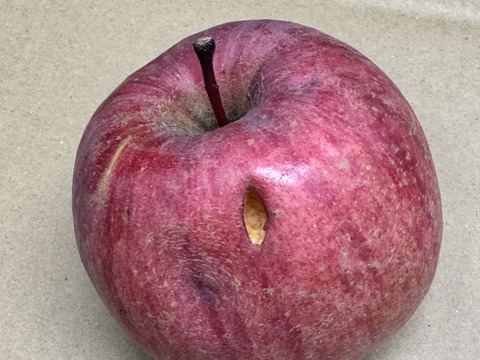 ★すぐに出荷★【加工用バラ詰め】サンふじ約4.5Kg　生食、ジュース、スイーツ、コンポート、すりおろし林檎　加工用・業務用🍎　青森県産