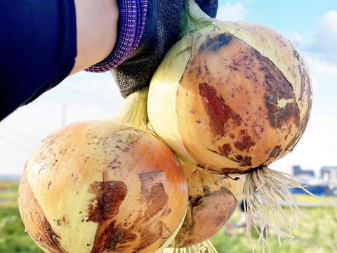 【福袋】糖度９〜10度！! 甘い！！　淡路島スイートオニオン　たまねぎ(7.5キロ)