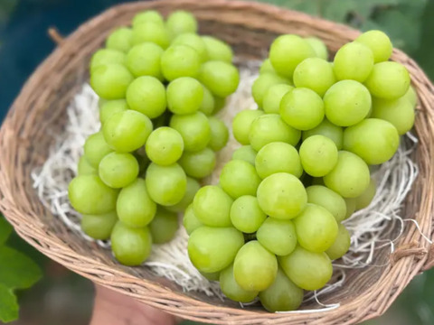 お試し価格限定5箱シャインマスカット1kg 2から3房愛媛西条市