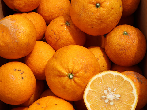 農家直送！甘夏　訳あり5kg  【平武農園】〜蛍飛ぶ町から旬の便り〜　和歌山｜有田｜田口｜ギフト