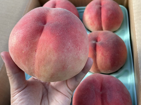 ★爽やかな夏ギフトにぴったり♪ 山形県の農園から直送まどか 3kg 【８玉～11玉】入り