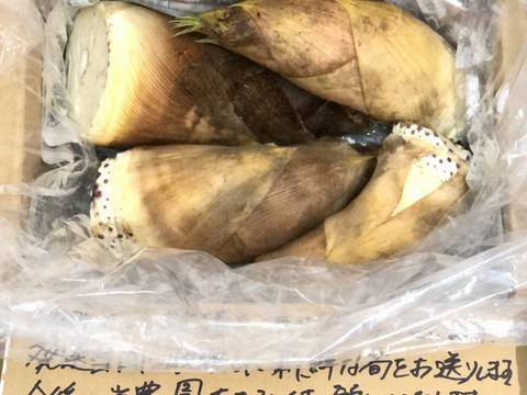 旬真っ盛り！生たけのこ1.5kg　( 2〜5本入) 収穫当日発送！採れたてをお届け！