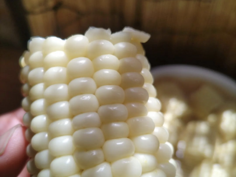白色とうもろこし　１４本（330〜380g）