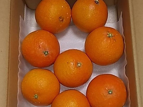 まるで天然ゼリー！まどんな（ご家庭用・2㎏）×２箱