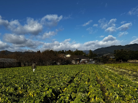 【自然栽培】切り干し大根(宮重大根)200gチャック袋入り