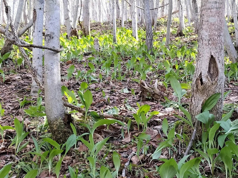 【春の山菜】行者にんにく/ギョウジャニンニク/煮る焼く揚げる漬ける万能選手/200g【天然】【4/7~4/8発送】