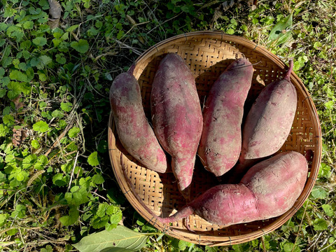 ‼️大きめサイズでお買得‼️【有機JASシルクスイート2kg】追熟完了❣️絹のような食感で甘味最高な大人気品種！スイートポテト、蒸し芋、干し芋、大学芋など！スイーツから離乳食まで！家族が喜ぶ美味しさ！