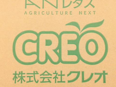 【訳ありクリスピーレタス小玉1.3kg】最先端水光栽培 AN（アン）レタス・クリスピー〈配送不可地域あり〉