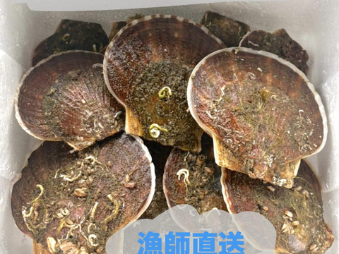 【数量限定】2kg〜
高水温を乗り越えた貴重な活ホタテ✨ 陸奥湾産 漁師直送・生食OK！