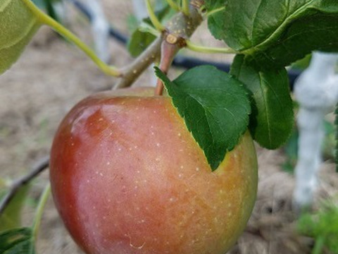 「しなのリップ！」長野県オリジナルりんご  約5kg　おかげさまで残り5セットになりました。