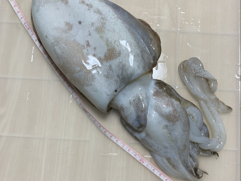 【漁師直送】紋甲烏賊 1杯《800ｇ超》