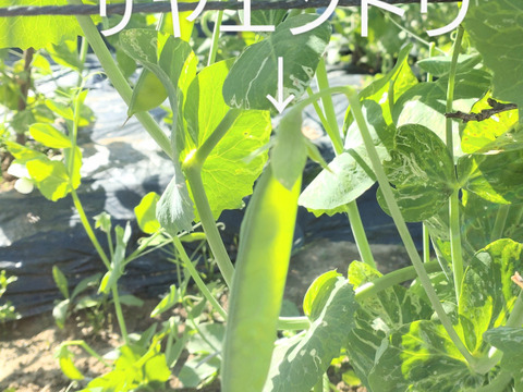 スナップエンドウ🫛10個🫛採れたて新鮮🫛畑から直送☆農薬、除草剤、化学肥料不使用☆※皮が少し固くなってきました（6/16）皮が固めのものは中の豆が大きいので豆ご飯等に🫛