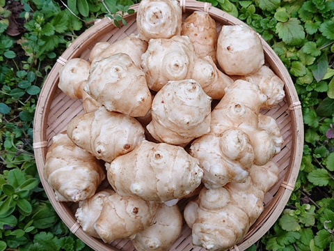 菊芋  洗浄済みで便利！【農薬・肥料不使用】(2kg) キクイモ