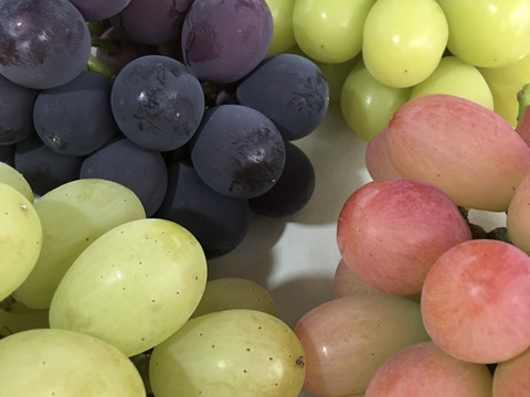 金賞受賞！クイーンニーナと品種おまかせセット2kg