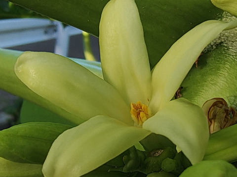 クリスマス特価　沖縄のフルーツパパイヤ2.8ｋｇ