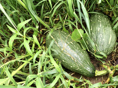 訳あり 世界一収穫量の多いカボチャ 万次郎 2 前後 兵庫県産のかぼちゃ 食べチョク 産地直送 産直 お取り寄せ通販 農家 漁師から旬の食材を直送