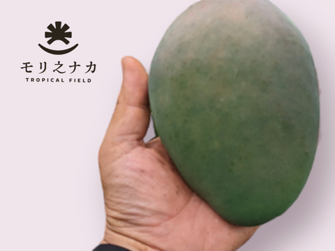 【先行予約】幻のキーツマンゴー　極大1玉　1kg以上　贈答用箱