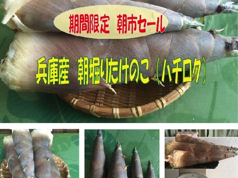 売れ筋・人気アイテム 商品 最短発送】兵庫産朝掘りたけのこ（はちく）1.5kg：兵庫県産の 野菜