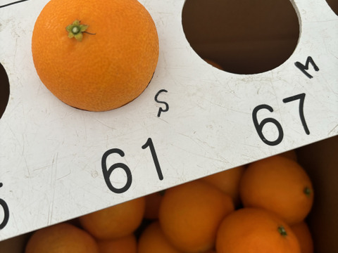 （訳あり）シュガーファームのサイズミックス まどんな3kg【冬ギフト】