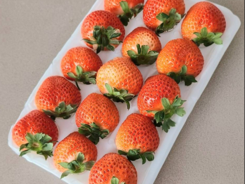 【軽井沢産・希少いちご】桃薫（とうくん）250g前後×2P｜白桃のような香り漂う冬限定フルーツ苺