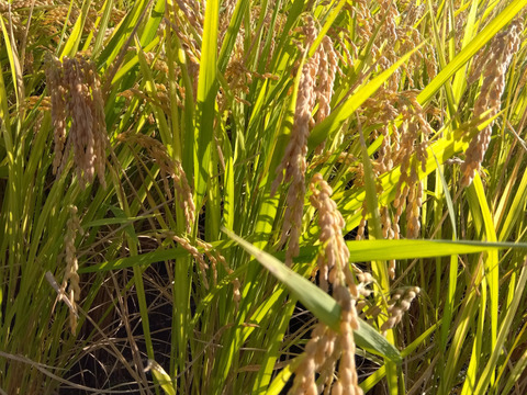 最終限定1箱　和歌山県橋本市産　低農薬約30キロ米　全国送料無料