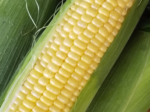 【夏ギフト】夏のお楽しみセット小玉スイカと生食OKフルーツとうもろこし《味来》または《恵ゴールド》